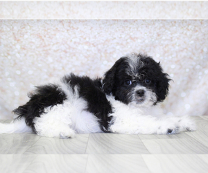 Zuchon Puppy for sale in MARIETTA, GA, USA