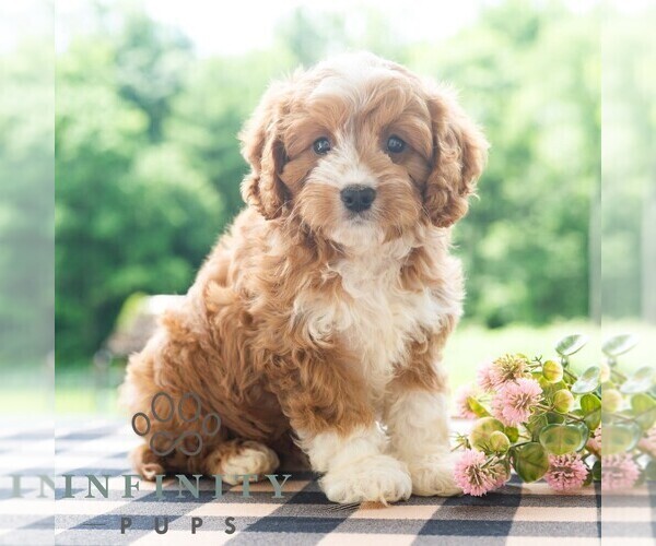 Medium Photo #4 Cavapoo (Miniature) Puppy For Sale in DORNSIFE, PA, USA