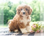 Small #3 Cavapoo (Miniature)