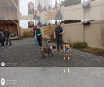Small Photo #31 Labrador Retriever-Unknown Mix Puppy For Sale in Sebec, ME, USA