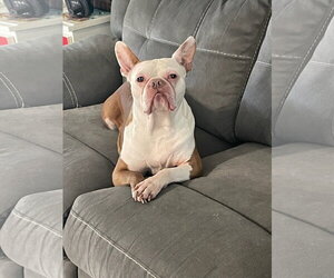 COURTESY POST: Astro - Male Boston Terrier Dog for Adoption