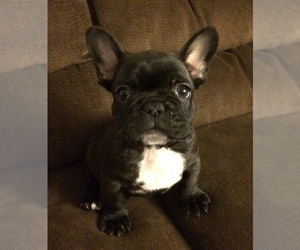 French Bulldog Puppy for sale in MEADVILLE, PA, USA