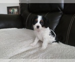 Small Photo #207 Cavalier King Charles Spaniel Puppy For Sale in HOWLAND, OH, USA