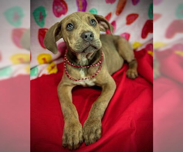 Medium Photo #1 Black Mouth Cur-Catahoula Leopard Dog Mix Puppy For Sale in Pleasanton, TX, USA