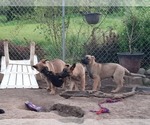 Small Photo #12 Malinois Puppy For Sale in ORCHARDS, WA, USA