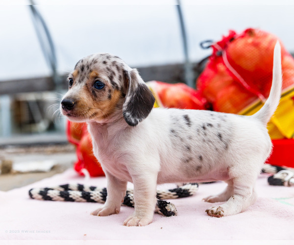Medium Photo #37 Dachshund Puppy For Sale in WAKARUSA, IN, USA