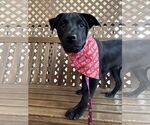 Small #10 Labrador Retriever Mix
