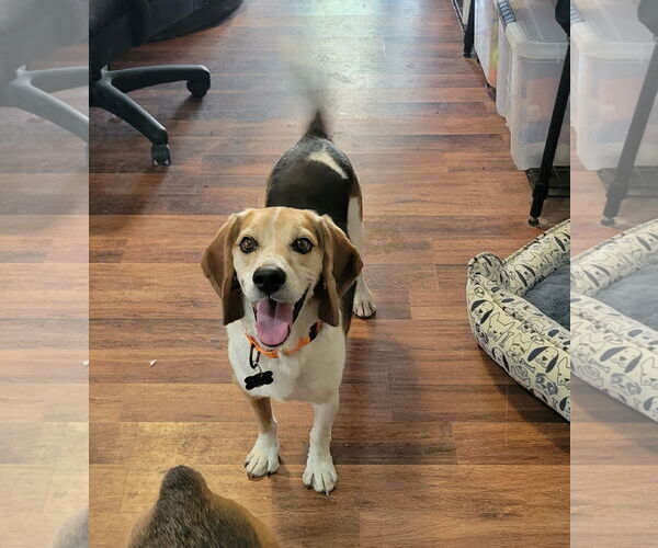 Medium Photo #9 Beagle Puppy For Sale in Las Vegas, NV, USA