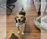 Small #8 Beagle