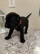 Small Photo #2 Labrador Retriever Puppy For Sale in EDNA, TX, USA