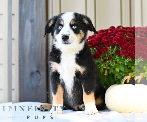 Medium Photo #3 Miniature Australian Shepherd Puppy For Sale in REBERSBURG, PA, USA
