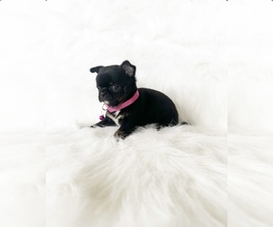 Chihuahua Puppy for sale in SACRAMENTO, CA, USA