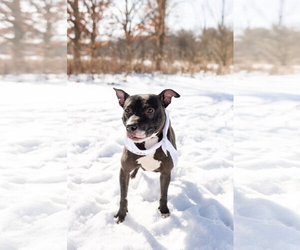 Medium Photo #5 Mutt Puppy For Sale in Crete, IL, USA