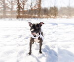 Small #4 Mutt