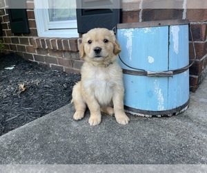 Golden Retriever Puppy for sale in BARBOURSVILLE, VA, USA