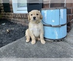Small Photo #1 Golden Retriever Puppy For Sale in BARBOURSVILLE, VA, USA