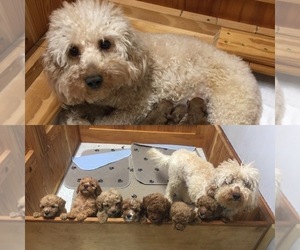 Mother of the Goldendoodle (Miniature) puppies born on 01/18/2024