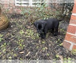 Small #38 Labrador Retriever