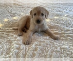 Puppy 8 Bordoodle