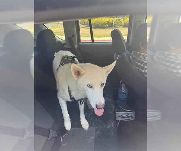 Medium Photo #3 Siberian Husky Puppy For Sale in San Antonio, TX, USA