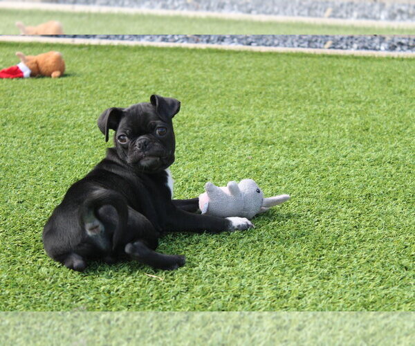 Medium Photo #3 Chug Puppy For Sale in Chestertown, MD, USA