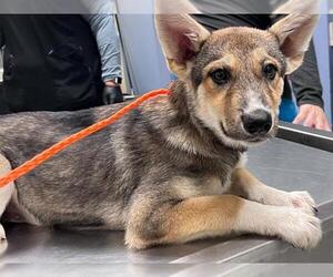 German Shepherd Dog-Unknown Mix Dogs for adoption in Orange, CA, USA
