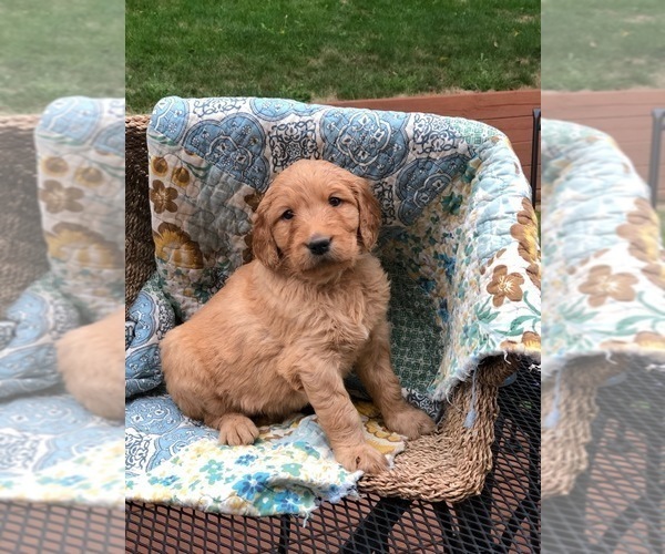 Medium Photo #1 Goldendoodle Puppy For Sale in DAVENPORT, IA, USA