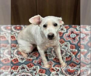 Miniature Schnauzer-Unknown Mix Dogs for adoption in Conroe, TX, USA