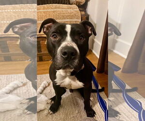 American Pit Bull Terrier-Unknown Mix Dogs for adoption in Lockport, NY, USA
