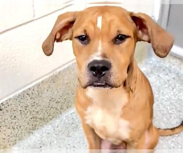 Medium Photo #2 Boxer-Unknown Mix Puppy For Sale in Houston, TX, USA