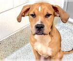 Small #1 Boxer Mix
