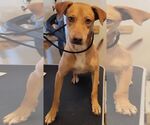 Small #1 Labrador Retriever Mix