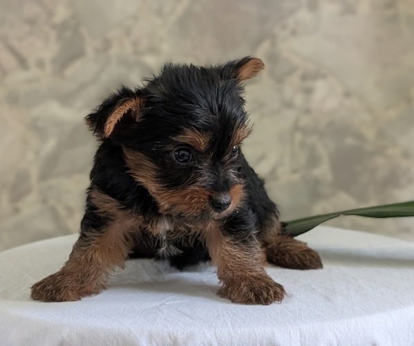 Medium Photo #6 Yorkshire Terrier Puppy For Sale in GOSHEN, IN, USA
