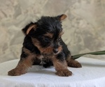 Small #5 Yorkshire Terrier