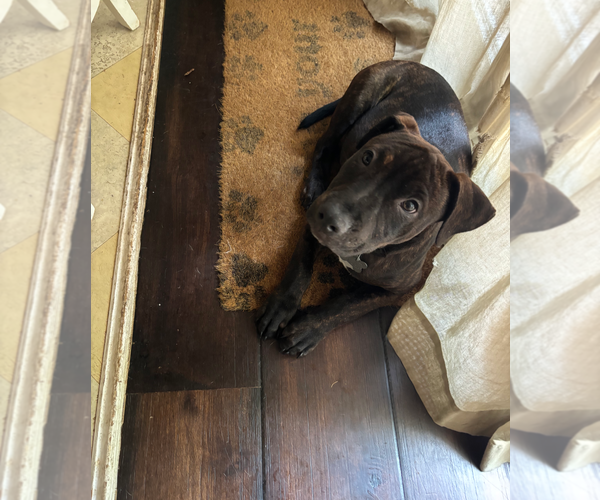 Medium Photo #8 Staffordshire Bull Terrier-Unknown Mix Puppy For Sale in Holly Springs, NC, USA