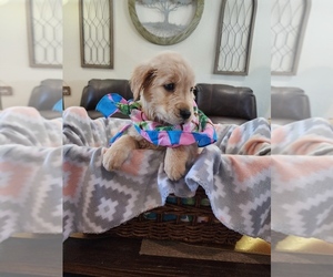 Medium Golden Retriever