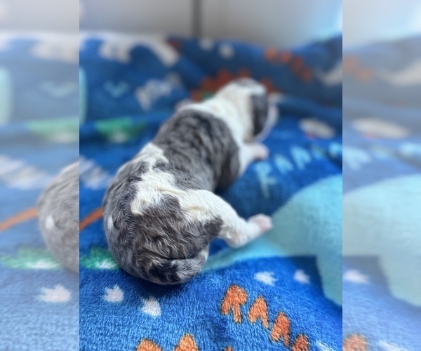 Medium Photo #20 Aussiedoodle-Bernedoodle Mix Puppy For Sale in BELTON, SC, USA