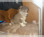 Small Photo #22 Australian Shepherd-Pembroke Welsh Corgi Mix Puppy For Sale in GALLEGOS, NM, USA