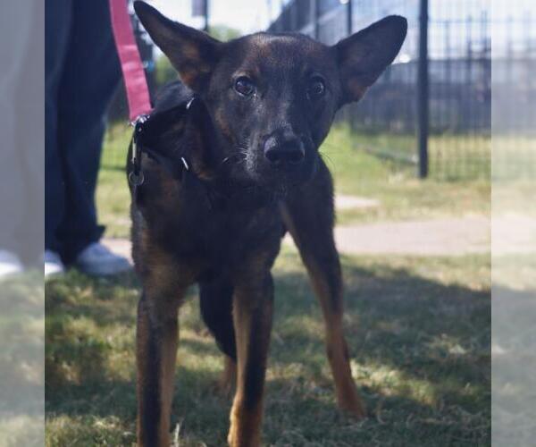 Medium Photo #1 Mutt Puppy For Sale in San Antonio, TX, USA