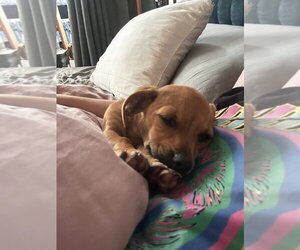 Freddy - Male Chihuahua-Unknown Mix Dog for Adoption - Photo #3