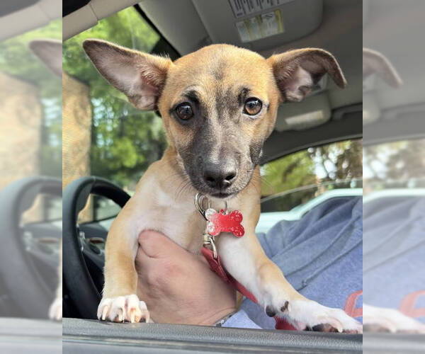 Medium Photo #12 Chihuahua-Unknown Mix Puppy For Sale in Grafton, WI, USA