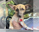 Small #11 Chihuahua Mix