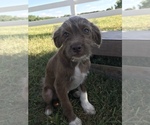 Small Photo #4 Neapolitan Mastiff-Poodle (Miniature) Mix Puppy For Sale in GOSHEN, IN, USA