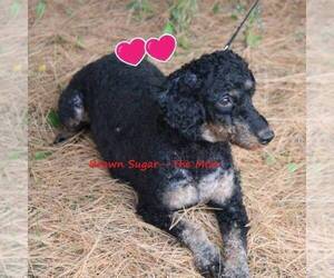 Mother of the Bernedoodle-Poodle (Miniature) Mix puppies born on 02/05/2022