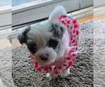 Small #1 YorkiePoo