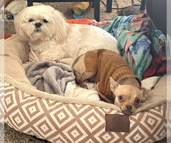 Medium Photo #4 Chihuahua-Unknown Mix Puppy For Sale in Westmont, IL, USA