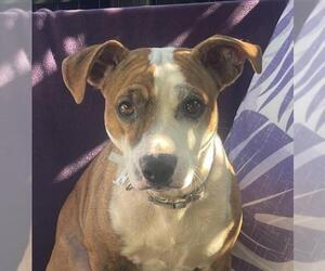 Chihuahua-Unknown Mix Dogs for adoption in Woodland, CA, USA