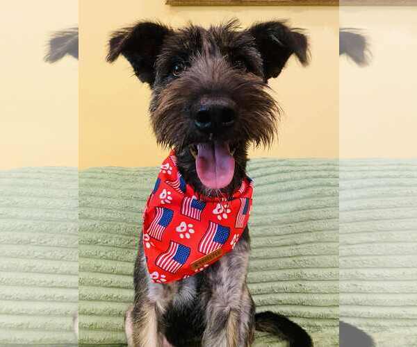 Medium Photo #2 Mutt Puppy For Sale in Dallas, TX, USA