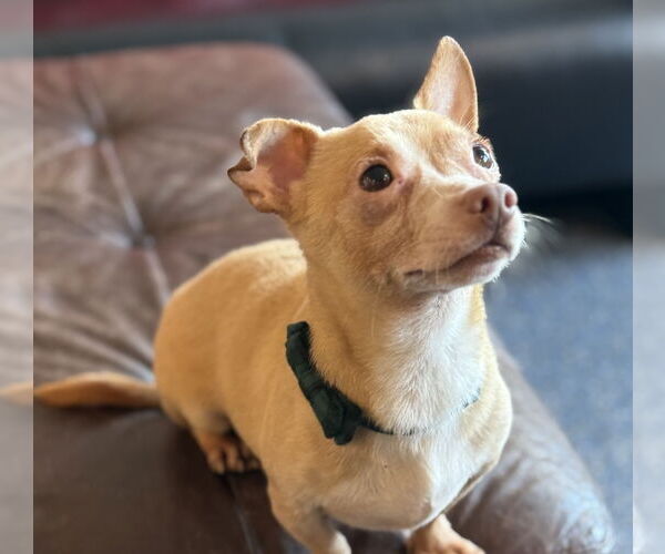 Medium Photo #4 Chiweenie Puppy For Sale in Phoenix, AZ, USA