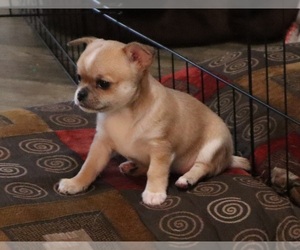 Chihuahua Dog for Adoption in GRAY, Louisiana USA